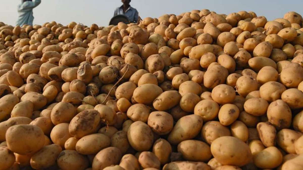 कैलालीमा आलु उत्पादन बढ्यो