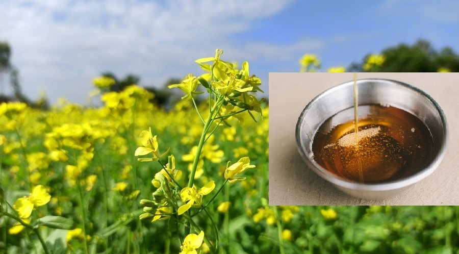 कैलालीमा यस वर्ष दुई सय ३५ मेट्रिकटन बढी तेलहन बाली उत्पादन
