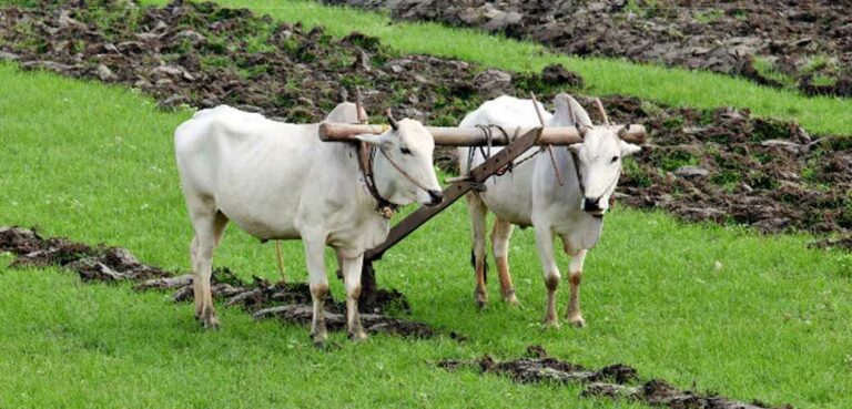 हतुवागढी गाउँपालिकाद्धारा किसानलाई ५० प्रतिशत अनुदानमा हल गोरु वितरण