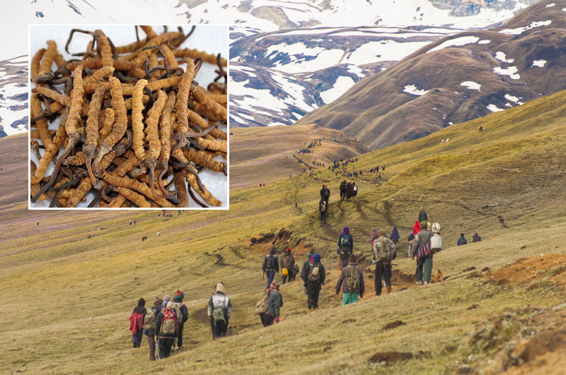 दार्चुलाबाट लक्ष्यभन्दा कम यार्सागुम्बा निकासी