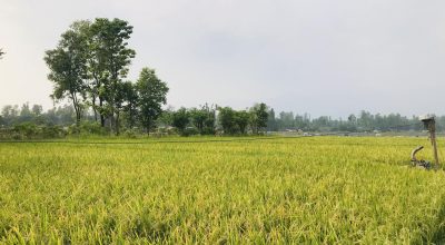 चैते धानको उत्पादन वृद्धि भएपछि बिक्री वितरणमा समस्या