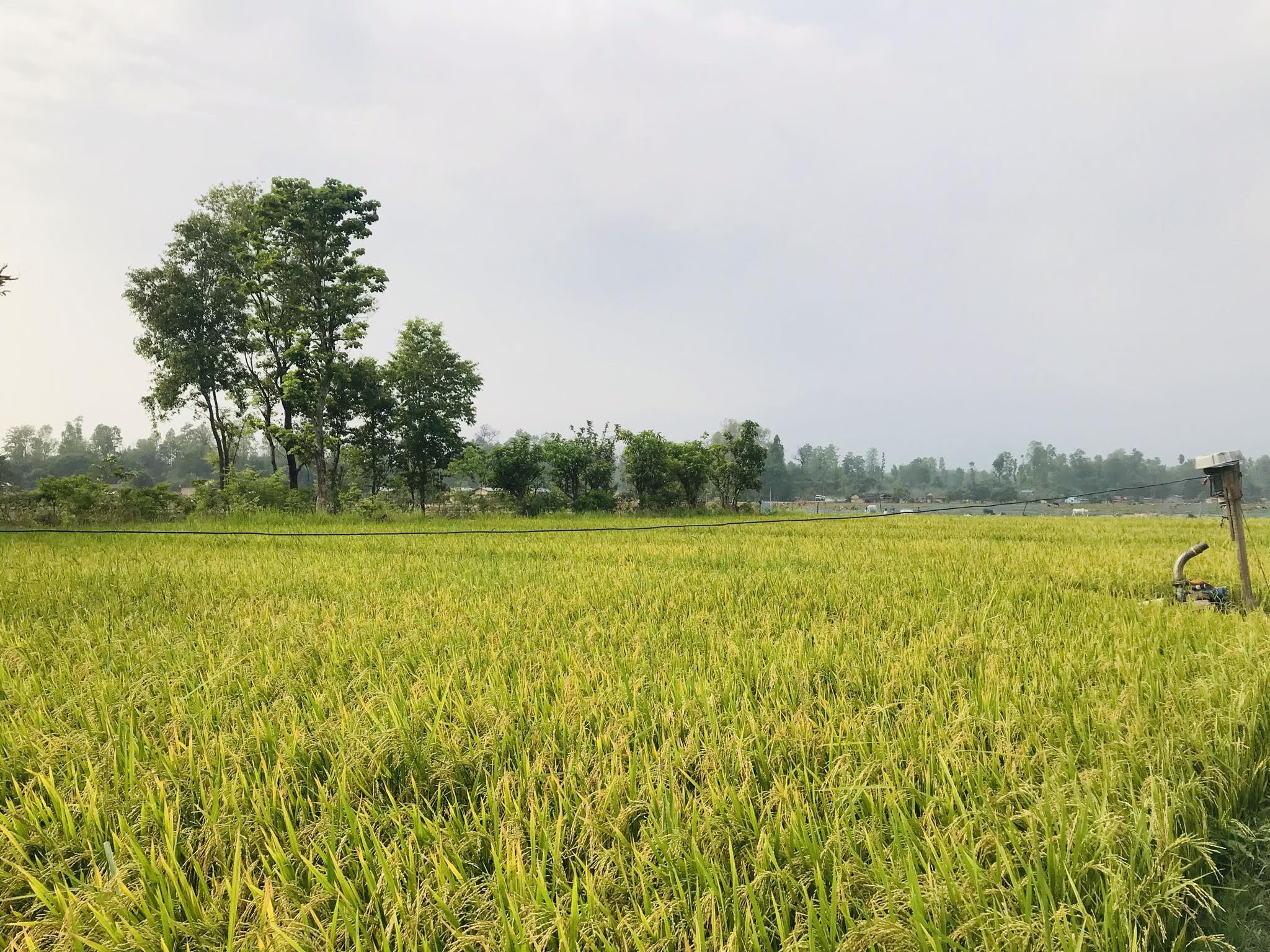 चैते धानको उत्पादन वृद्धि भएपछि बिक्री वितरणमा समस्या