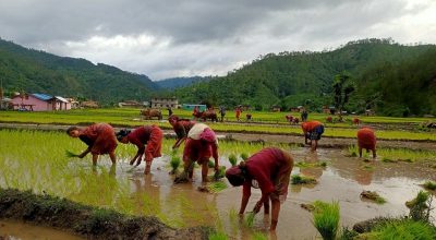 देशभर धमाधम रोपाइँ जारी,सबैभन्दा बढी सुदूरपश्चिममा