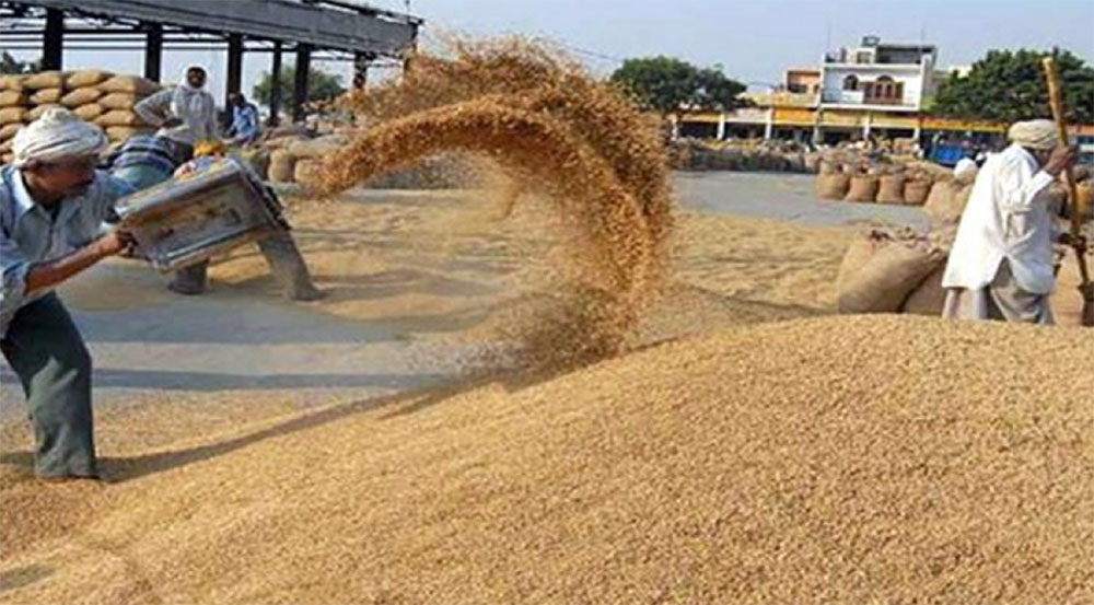धानको उचित मूल्य नपाउँदा किसान निराश