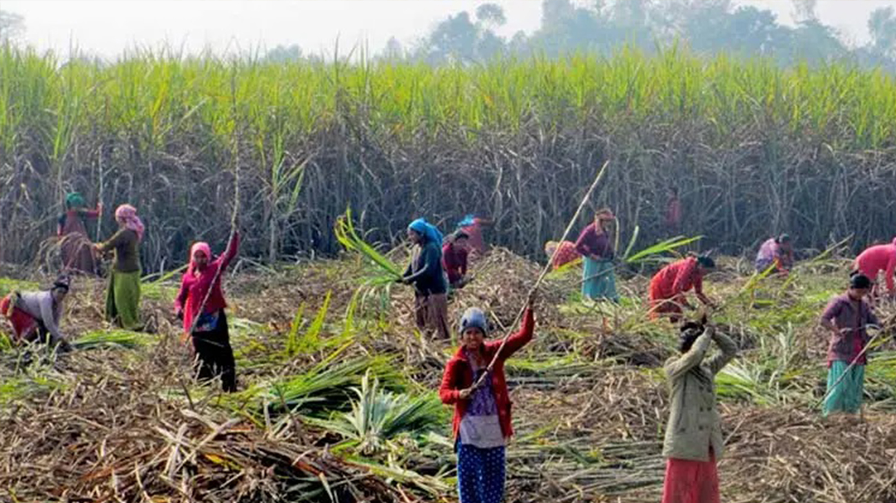 महोत्तरीसहित मधेसका उखु किसानको अनुदान उपलब्ध गराउन सरकारसँग माग