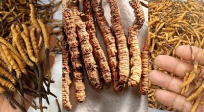 एक सय छ केजी यार्सागुम्बा बिक्री गर्न ४१ जनाले इजाजत लिए