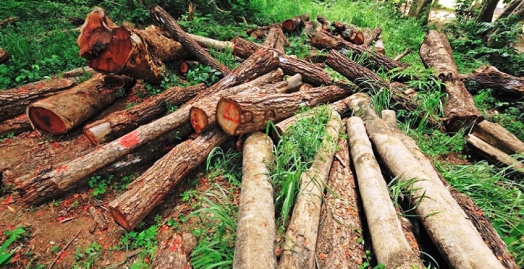 महाकाली करिडोरमा पर्ने रूख कटान गरिँदै