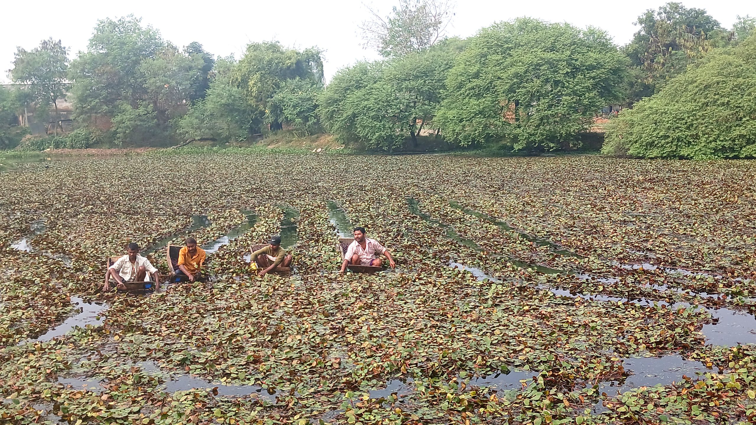 व्यावसायिक सिँगडाखेतीबाट गाउँमै लाखौँ आम्दानी