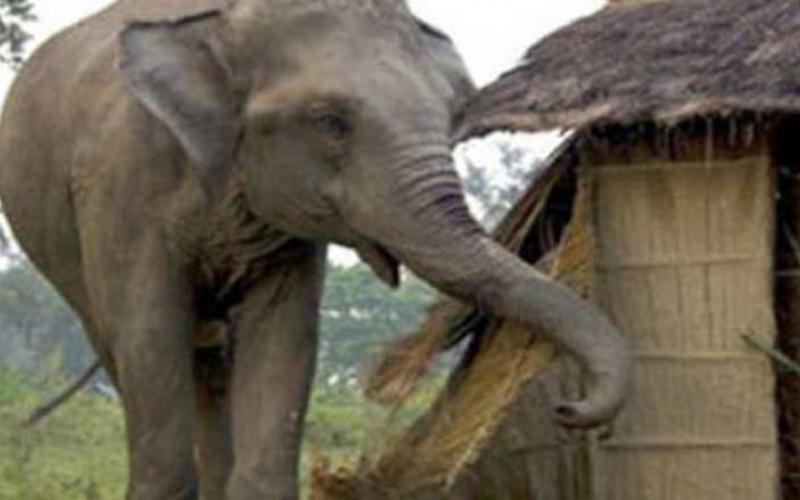 घर भत्काउन थालेको हात्तीलाई धपाउन खोज्दा ज्यान गुमाए मीनबहादुरले
