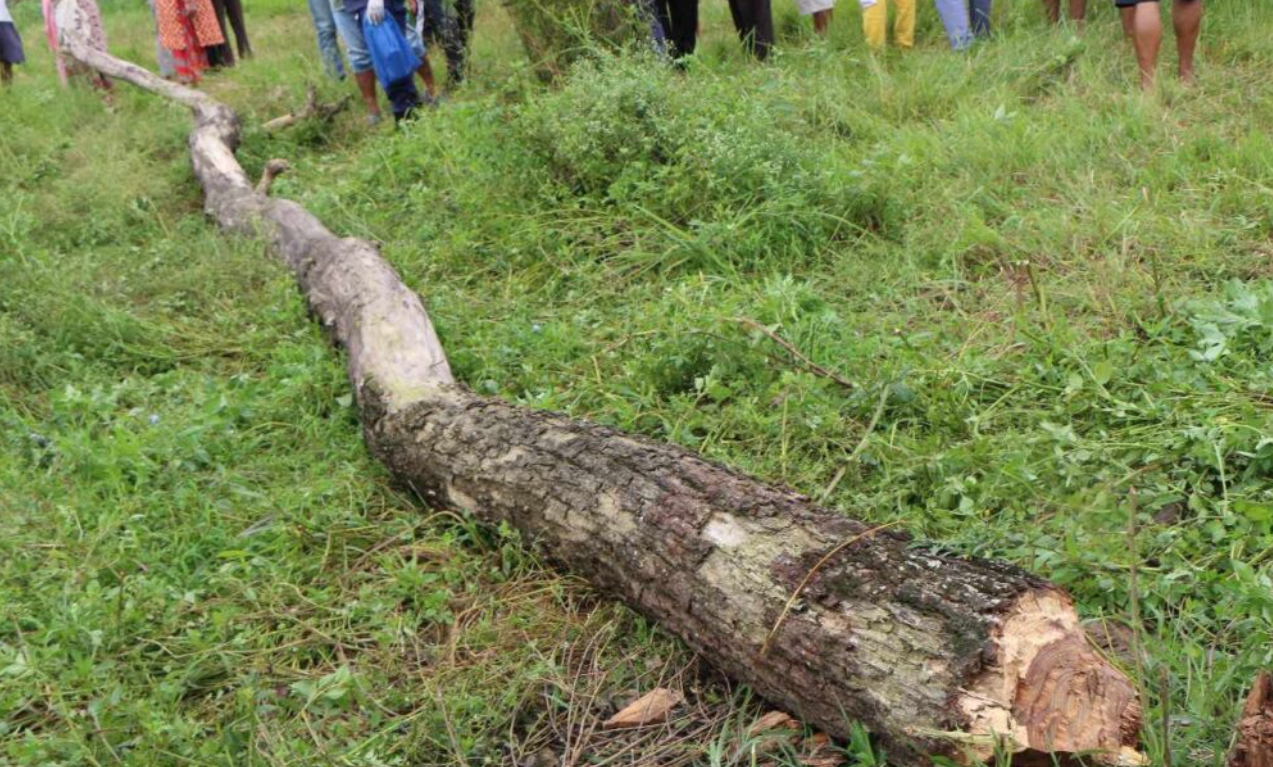 सल्लाको रूख काट्ने क्रममा रूखले च्यापिएर एकको मृत्यु, दुईजना गम्भीर घाइते