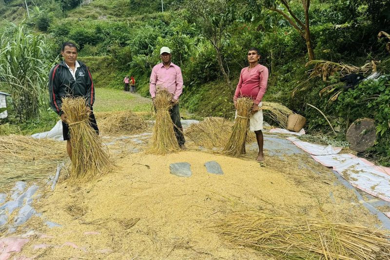 रैथाने धान लगाउने किसानलाई प्रतिमुरी एकहजार अनुदान