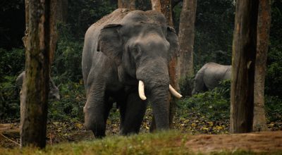 सप्तरीमा हात्तीको आक्रमणबाट एक किसानको मृत्यु