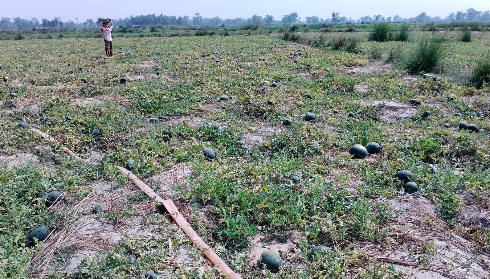 भारतीय किसान आएर नवलपरासीको प्रतापपुरमा २० बिघा जग्गामा खरबुजा खेती