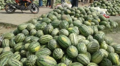 दुई युवा मिलेर तरबुजा बिक्री गरेर १२ लाख आम्दानी