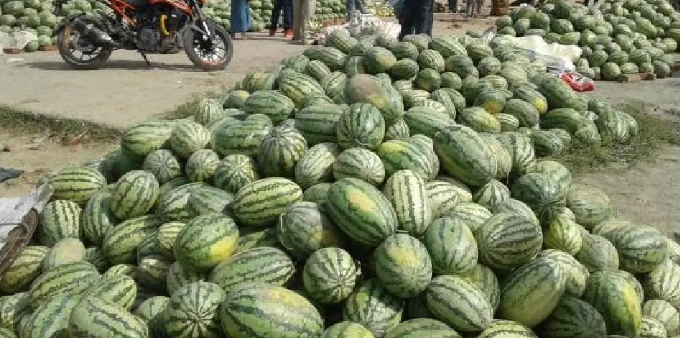 दुई युवा मिलेर तरबुजा बिक्री गरेर १२ लाख आम्दानी