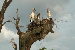 बच्चा कोरल्दै आगन्तुक चरा