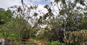 स्याङ्जाको चराङमा लटरम्म फल्यो स्याउ