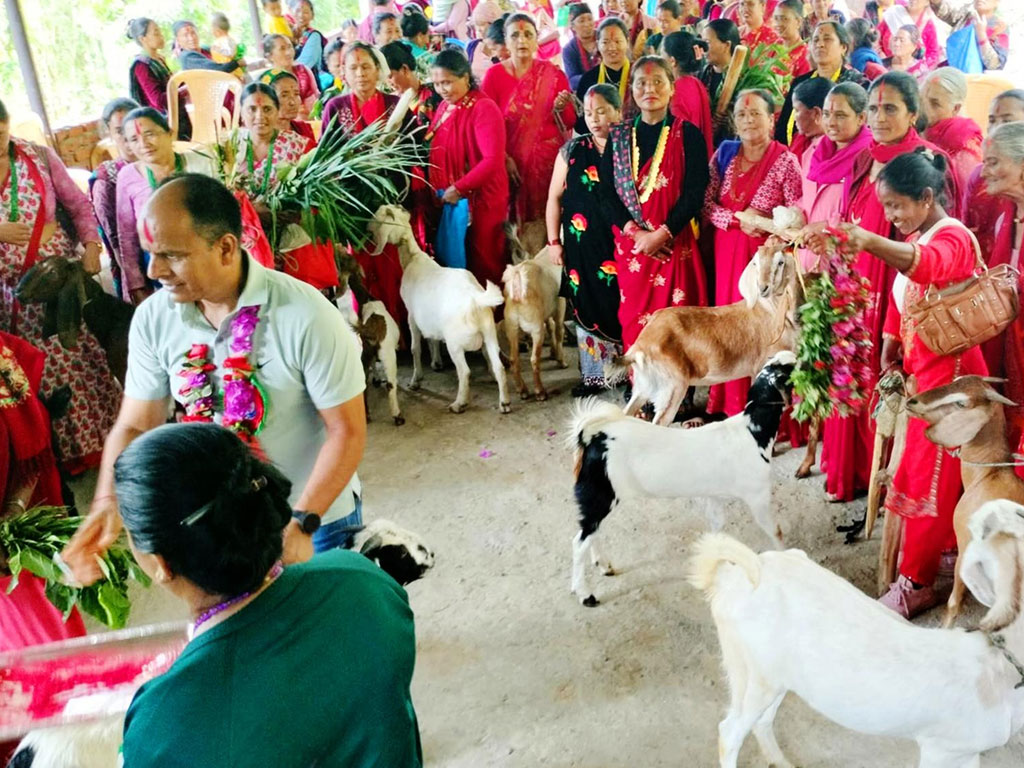काठेखोला गाउँपालिकाले महिलालाई बाख्रा उपहार