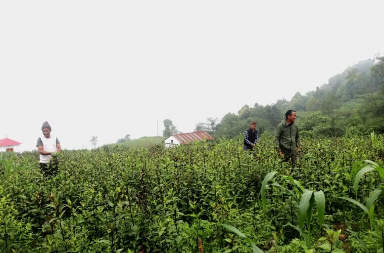 भोजपुरको तीनतलेका किसानले व्यवसायिक चिराइतोखेतीबाट १२ लाखसम्म आम्दानी लिँदै