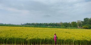 धानखेतीको तालिका बदलिँदै, अब जेठमै पाक्छ धान