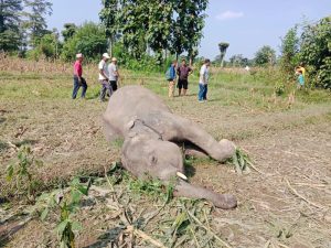 बराहक्षेत्रमा जङ्गली हात्ती मृत फेला