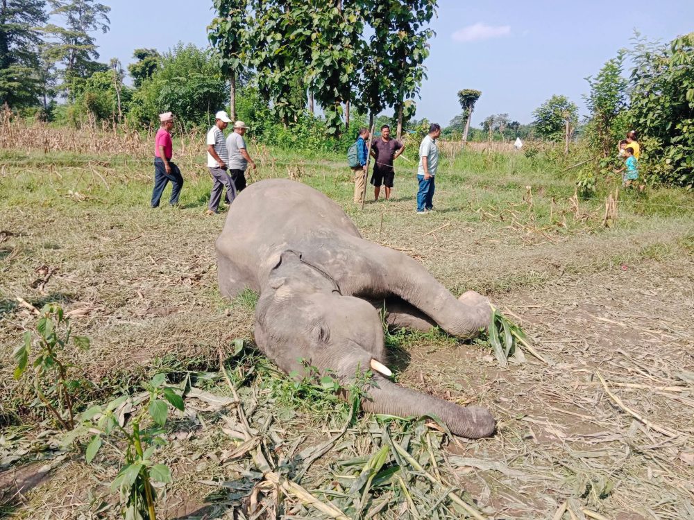 बराहक्षेत्रमा जङ्गली हात्ती मृत फेला