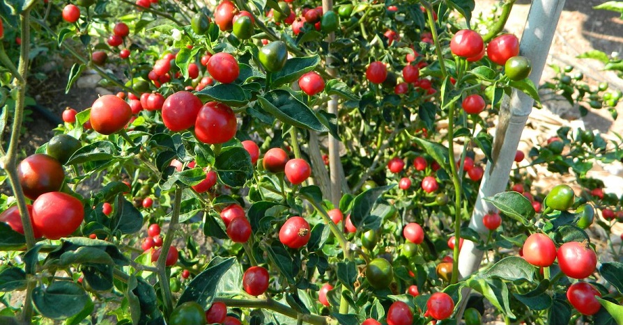 भिमादमा एक सय रोपनीमा सामूहिक अकबरे खुर्सानीखेती  सुरु