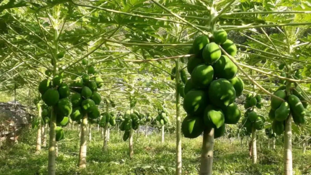 मेवा बिक्रीबाट आम्दानी गर्दै सहकारी