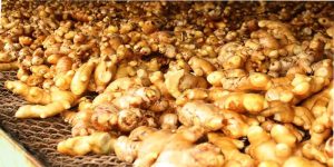 त्रिवेणी गाउँपालिकाले बेच्यो साढे पाँच करोडको अदुवा