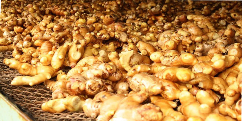 इलाममा रोगले अदुवा सखाप, विकल्प खोज्दै किसान