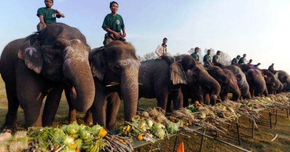 तस्बिरमा हेर्नुस् हात्ती सुन्दरी प्रतियोगिता