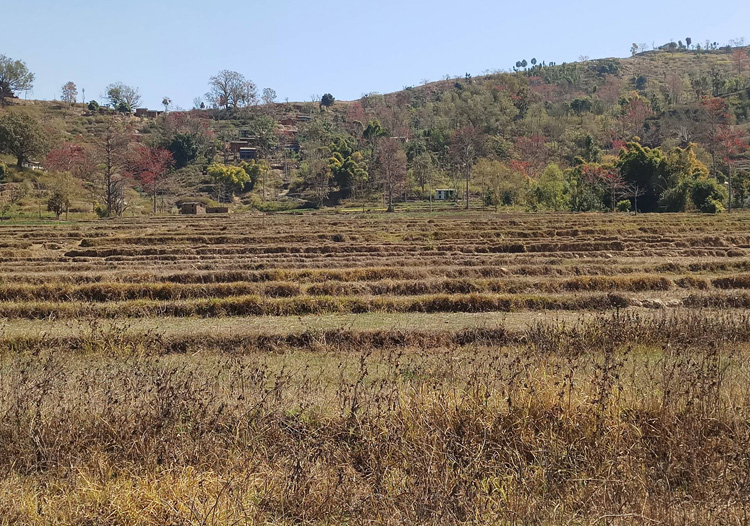  दार्चुलामा लामो समयसम्म पानी नपर्दा हिउँदे बाली सुक्दै , कृषक चिन्तित 