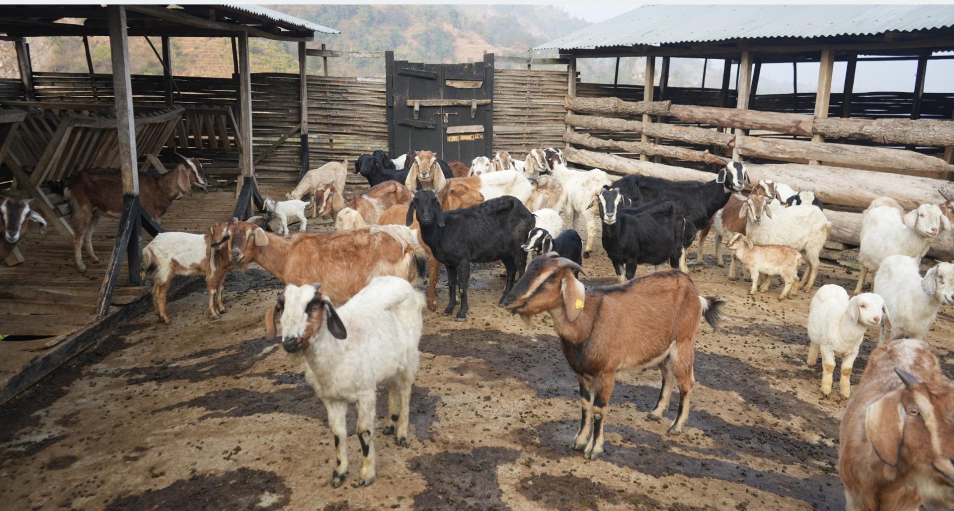 बाख्रापालनमा नमुना बनेका पूर्णकुमार