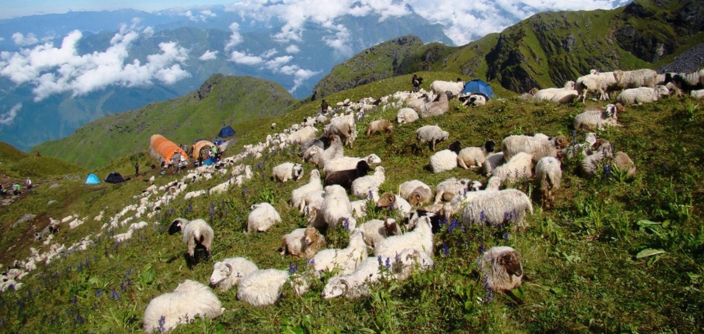 कालिकोटमा चट्याङ लागेर १४ भेडा मरे