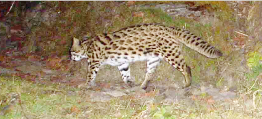 बेँसीसहरमा चरी बाघ फेला : नियन्त्रण लिएर जङ्गलमा छाडियो