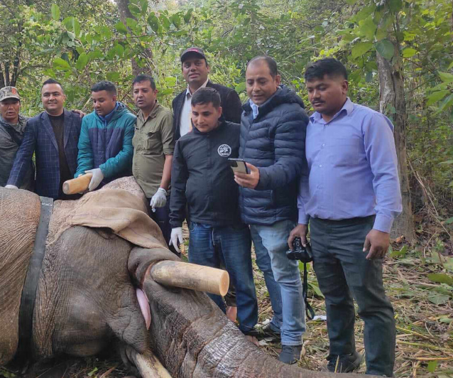 ध्रुबे हात्तीको काटियो दाह्रा, स्याटलाइट कलर जडान