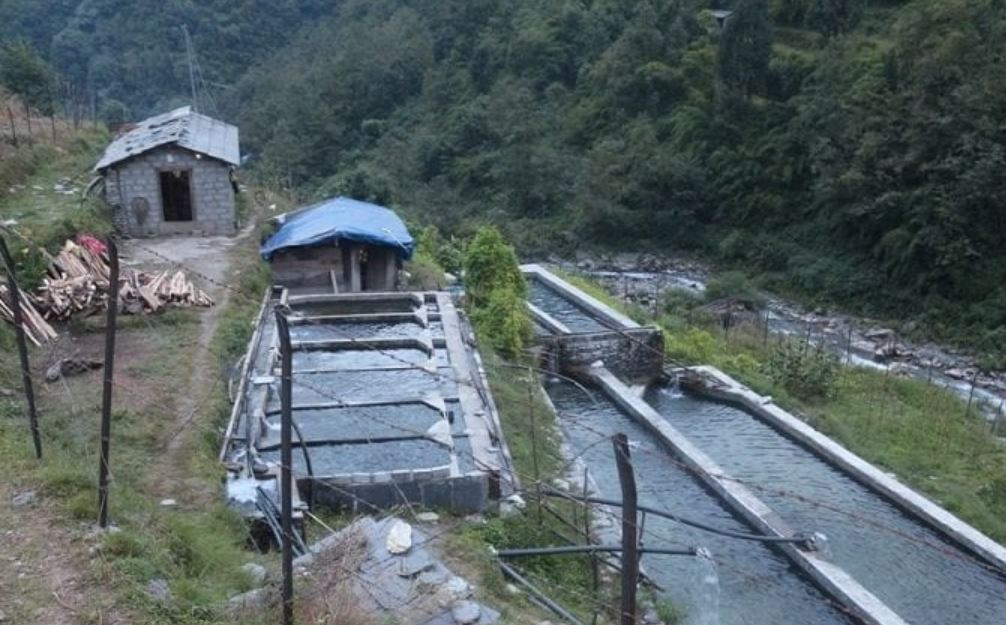 विदेशबाट फर्केर तीन जना युवाले गरे सामूहिक माछापालन, भन्छन्– माग बढे पनि पर्याप्त उत्पादन गर्न सकिएन