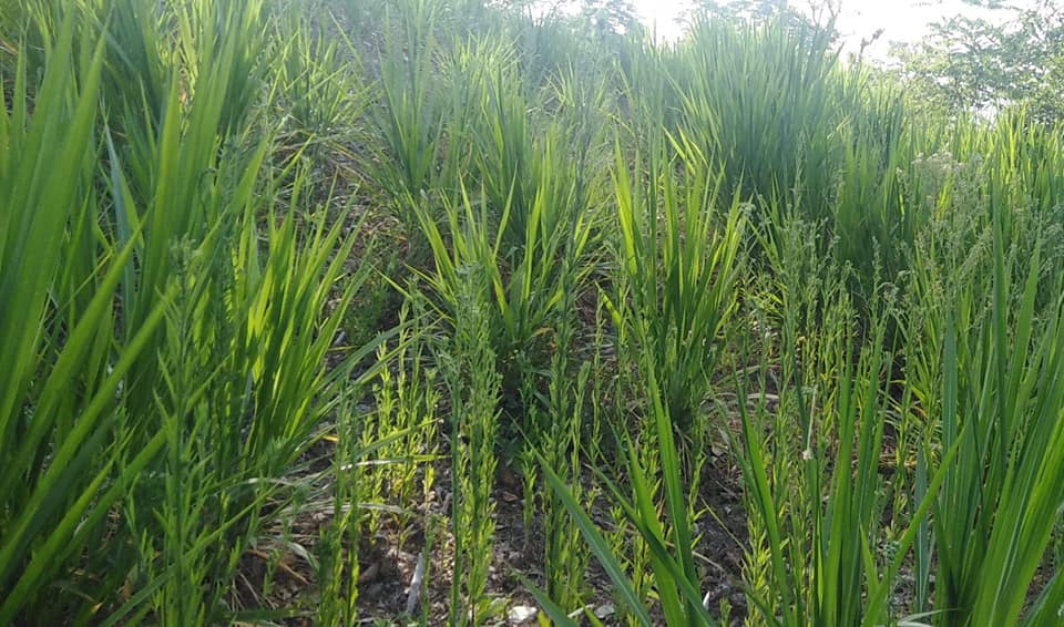 बाँझो जमिनमा घाँसखेती गर्नेलाई अनुदान, १८ लाख बजेट विनियोजन