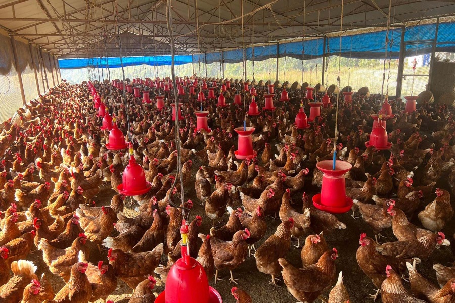 पोल्ट्री व्यवसायी भन्दछन् : ‘व्यवसाय जोगाउने/समाप्त पार्ने भन्ने राज्यको हातमा छ’