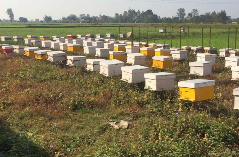 महको पकेट क्षेत्रका किसानलाई मौरीघार वितरण