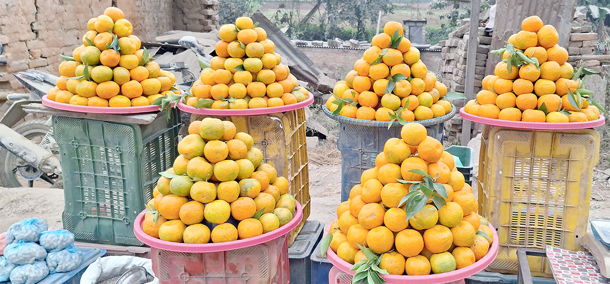 चितवनको इच्छाकामनामा सुन्तला महोत्सव हुने,बोटमै टिपेर सुन्तला खान पाइने