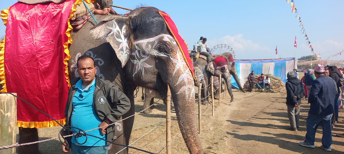 सेल्फीकलीलाई हात्ती सुन्दरीको उपाधि