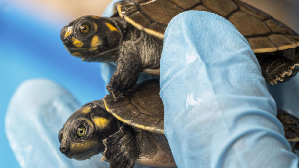 इन्डोनेसिया पठाउन लागेको चार हजार कछुवा पेरुमा बरामद