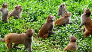 बागलुङ जैमिनी क्षेत्रका मतदाता भन्छन्-‘जसले बाँदर नियन्त्रण गर्ने स्पष्ट खाका ल्याउँछ उसैलाई भोट दिने हो’