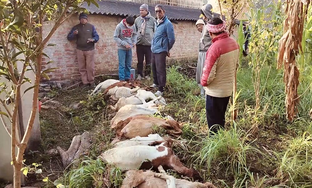 अज्ञात रोगले एकैपटक फर्मका १८ बाख्रा मरे