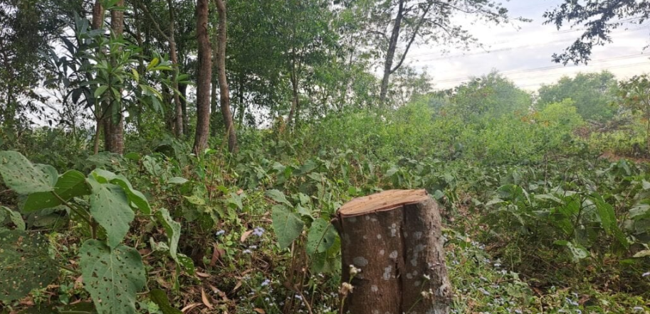कैलालीमा अतिक्रमणले मासिँदै वन