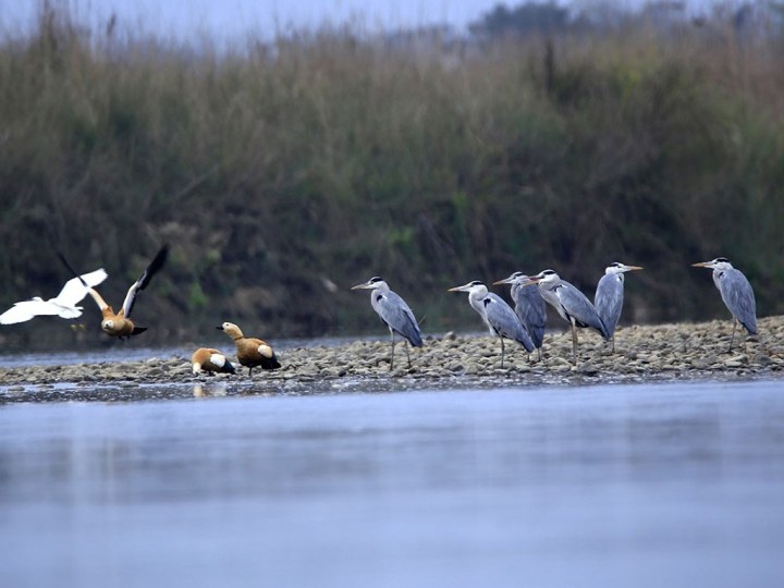 यस वर्ष नारायणी नदी क्षेत्रमा ४१ प्रजातिका चरा भेटिए