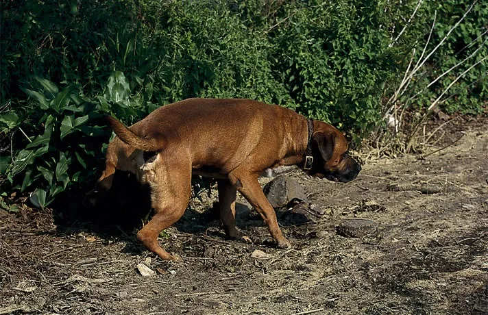 घरपालुवा कुकुरलाई सडकमा शौच गराउनेलाई महानगरले थाल्यो कारबाही