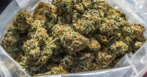 गाँजासहित तीन भारतीय नागरिक पक्राउ