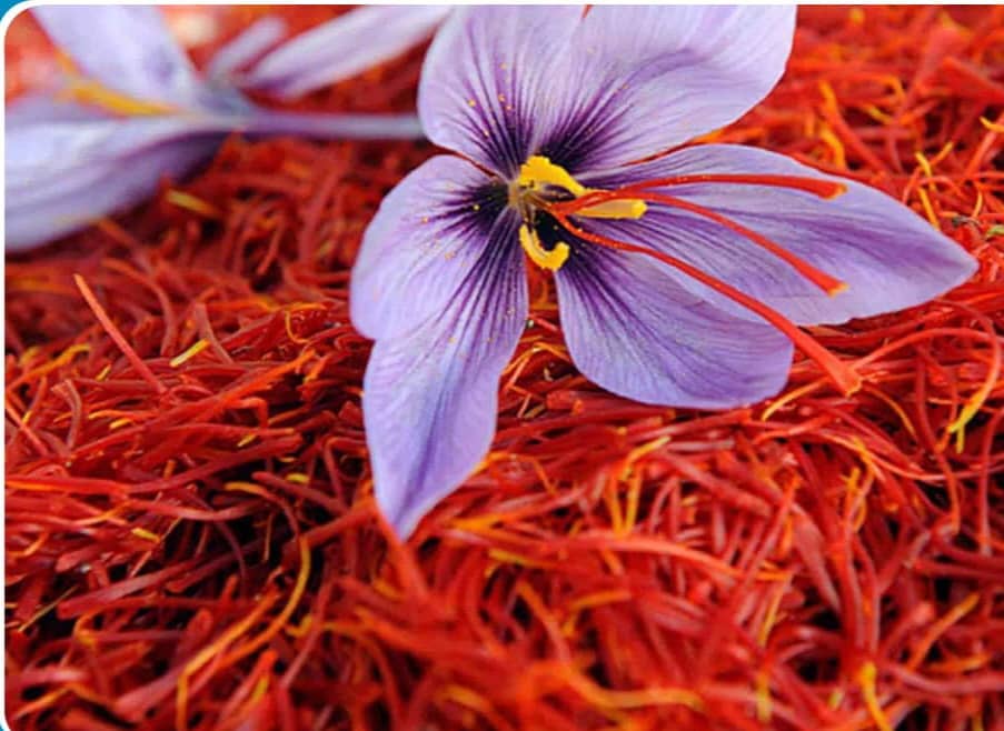 अफगानिस्तानबाट ८ महिनामा २७ मिलियन अमेरिकी डलरको बहुमूल्य केशर निर्यात